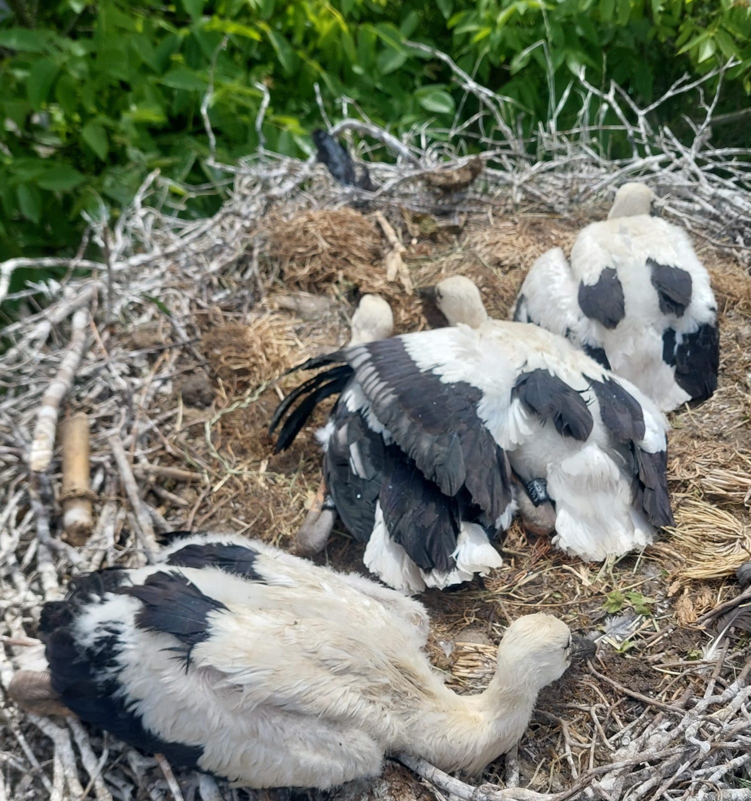 Verein Rheintaler Storch Beringte Jungstörche